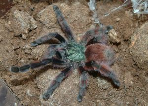 Avicularia versicolor